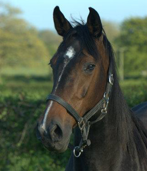 Front of Breeder 14 in black.